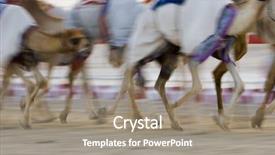  Presentation with chromosome motion - Beautiful theme featuring dubai uae blurred motion of camels running during training at nad al sheba camel racetrack backdrop and a gray colored foreground