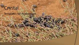  Presentation with duck - Slide deck featuring duck-billed platypus leaving poop background and a coral colored foreground