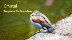  Presentation with pond - Slide deck consisting of duck-by-the-pond background and a tawny brown colored foreground