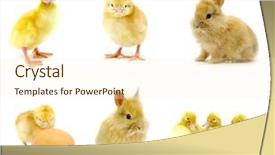  Presentation with duck - Beautiful slide deck featuring duck chicken and rabbit collectionon backdrop and a cream colored foreground
