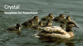  Presentation with duck - Presentation theme enhanced with duck family of one mother background and a gray colored foreground