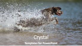  Presentation with duck hunting - PPT theme enhanced with duck hunting - chocolate labrador jumps background and a gray colored foreground