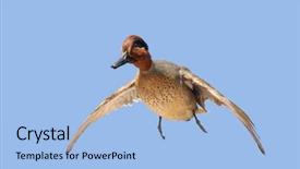  Presentation with teal - Theme with duck hunting - green-winged teal anas crecca background and a light blue colored foreground