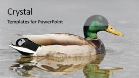  Presentation with duck - Amazing PPT theme having duck hunting - image of a nice mallard backdrop and a light gray colored foreground