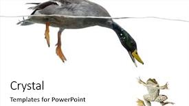  Presentation with duck hunting - Slide deck featuring duck hunting - mallard diving to catch background and a white colored foreground
