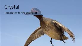  Presentation with duck hunting - Audience pleasing PPT theme consisting of duck hunting - taxidermy green-winged teal anas crecca backdrop and a light blue colored foreground