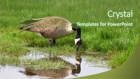  Presentation with duck hunting - Presentation theme enhanced with health beauty resort and relaxation concept - beautiful woman with closed eyes in spa salon getting massage background and a soft green colored foreground