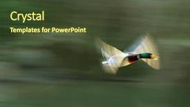  Presentation with duck hunting - Slides featuring duck in blured flight background and a tawny brown colored foreground