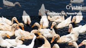  Presentation with duck - Theme with duck-in-local-farm background and a navy blue colored foreground