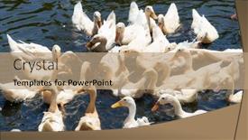  Presentation with farm - PPT layouts with duck-in-local-farm background and a coral colored foreground