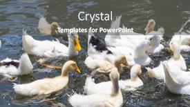  Presentation with farm - PPT layouts featuring duck-in-local-farm background and a dark gray colored foreground