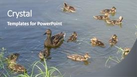  Presentation with pond - Cool new presentation theme with duck mallard with small ducklings backdrop and a gray colored foreground