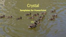  Presentation with pond - Theme with duck mallard with small ducklings background and a violet colored foreground