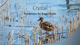  Presentation with duck - PPT theme with duck on lake among reeds sprouts background and a light blue colored foreground