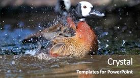  Presentation with duck - Audience pleasing slides consisting of duck on the river backdrop and a violet colored foreground