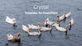  Presentation with swim - Presentation design featuring duck-swim-in-the-water background and a gray colored foreground