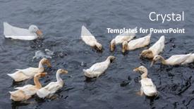  Presentation with swim - PPT theme featuring duck-swim-in-the-water background and a gray colored foreground