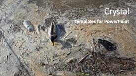  Presentation with polluted - PPT theme consisting of duck swiming in very polluted background and a gray colored foreground