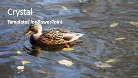  Presentation with duck - Theme featuring duck swimming in water background and a gray colored foreground