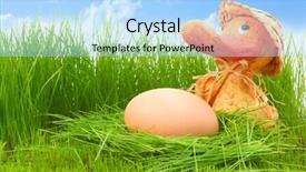  Presentation with duck - PPT theme with duck with a egg background and a light blue colored foreground