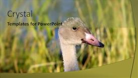  Presentation with duck - Audience pleasing presentation theme consisting of white geese ducks swimming - duck backdrop and a gold colored foreground