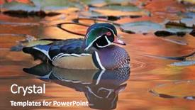  Presentation with duck - Audience pleasing slide deck consisting of duckling - beautiful and colorful wood duck backdrop and a tawny brown colored foreground