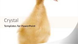  Presentation with old days - Amazing slide deck having duckling-7-days-old-isolated backdrop and a lemonade colored foreground