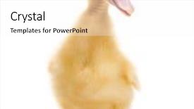  Presentation with old days - PPT theme having baby duck - duckling 7 days old isolated background and a white colored foreground