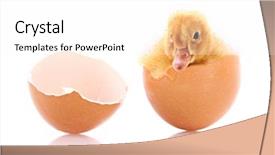  Presentation with broken egg - PPT layouts having duckling and broken egg isolated background and a white colored foreground