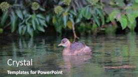  Presentation with macedonia - Presentation theme with duckling-at-ohrid-lake-springs background and a dark gray colored foreground