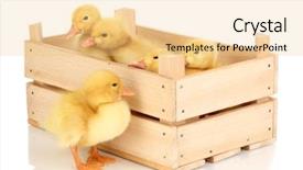  Presentation with blank whiteboard isolated on white - Colorful slides enhanced with duckling-in-crate-isolated backdrop and a lemonade colored foreground