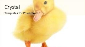  Presentation with monarch butterfly isolated on white - Presentation design enhanced with duckling-isolated-on-white background and a blonde colored foreground