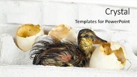  Presentation with ugly duckling - PPT layouts featuring duckling sitting in an egg background and a  colored foreground