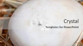  Presentation with first - Slide set featuring duckling starting to hatch background and a white colored foreground