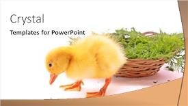  Presentation with celery - Presentation enhanced with duckling-with-celery-and-basket background and a  colored foreground