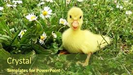  Presentation with duck - Theme consisting of duckling-young-baby-duck background and a tawny brown colored foreground