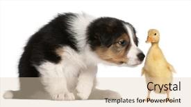  Presentation with border collie 4 years - Amazing theme having ducklings - border collie puppy 6 weeks backdrop and a lemonade colored foreground