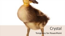  Presentation with cute - PPT theme having ducklings - cute domestic duckling isolated background and a coral colored foreground