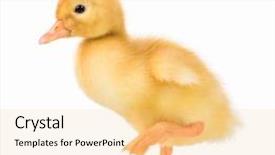  Presentation with monarch butterfly isolated on white - Slide deck with ducklings - cute domestic duckling isolated background and a lemonade colored foreground