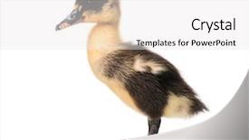  Presentation with cute black board - Presentation theme consisting of ducklings - cute little black newborn duckling background and a white colored foreground