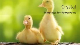  Presentation with green architecture natural marble - Presentation theme featuring ducklings - cute little duckling over green background and a yellow colored foreground