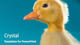  Presentation with newborn - Beautiful slides featuring ducklings - cute little newborn duckling backdrop and a gray colored foreground