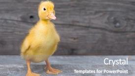  Presentation with cute duck - Colorful slide deck enhanced with ducklings - cute little newborn duckling backdrop and a gray colored foreground
