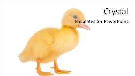  Presentation with newborn - PPT theme consisting of ducklings - cute little newborn easter duckling background and a white colored foreground