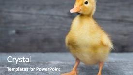  Presentation with cute duck - Theme with ducklings - cute little newborn fluffy duck background and a gray colored foreground