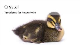  Presentation with cute duck - Presentation design consisting of ducklings - cute little newborn fluffy duckling background and a  colored foreground