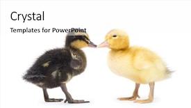  Presentation with cute duck - Presentation design featuring ducklings - cute little newborn fluffy duckling background and a  colored foreground