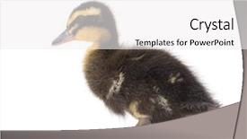  Presentation with cute duck - Slides with ducklings - cute little newborn fluffy duckling background and a  colored foreground