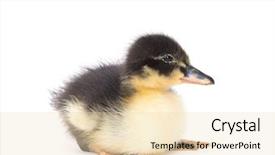  Presentation with cute duck - Colorful theme enhanced with ducklings - cute little newborn fluffy duckling backdrop and a  colored foreground