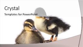  Presentation with cute duck - Amazing theme having ducklings - cute little newborn fluffy duckling backdrop and a  colored foreground